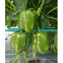 HSP15 Quanju big bright green F1 hybrid sweet/bell pepper seeds in vegetable seeds